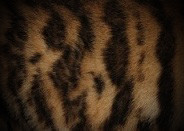 Tigrett Pattern 3