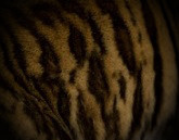 Tigrett Pattern 6