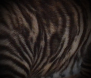 Tigrett Pattern 5