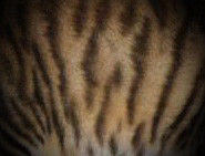 Tigrett Pattern 1