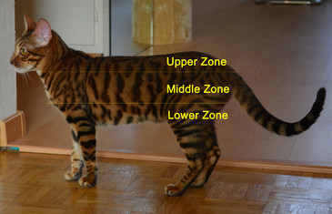 The Zoning of the Tigrett Pattern