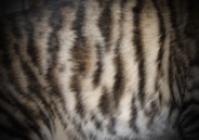 Tigrett Pattern 4
